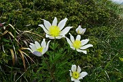 Anello di fiori sui Monti Vindiolo (2056 m) e Vetro (2054 m) da Pian Bracca (1111 m) di Zorzone di Oltre il Colle il 3 giugno 2015 - FOTOGALLERY